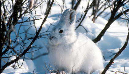 Image of an artic rabbit in a photo gallery